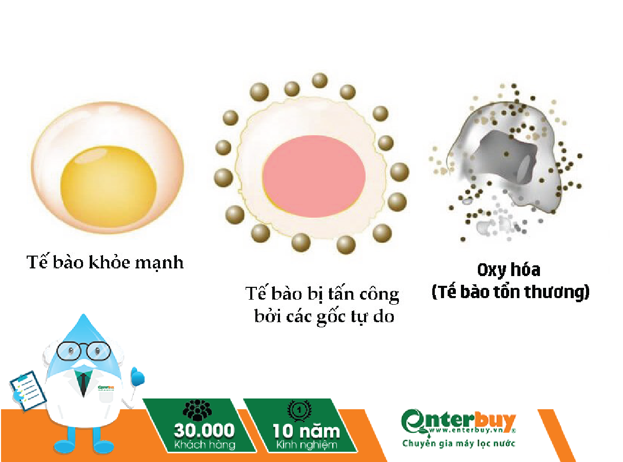 Gốc tự do tấn công phá hủy tế bào