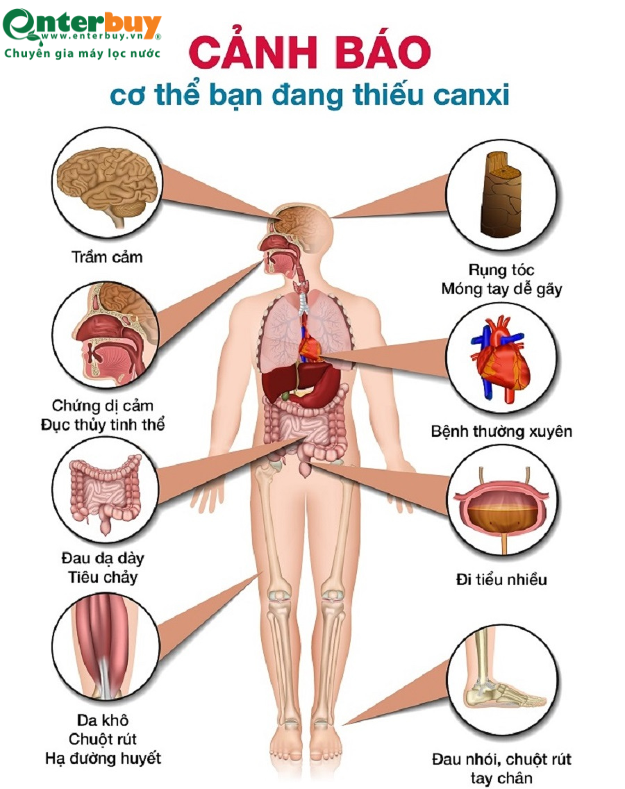 vai-tro-cua-canxi-vơi-co-the-vo-cung-quan-trong