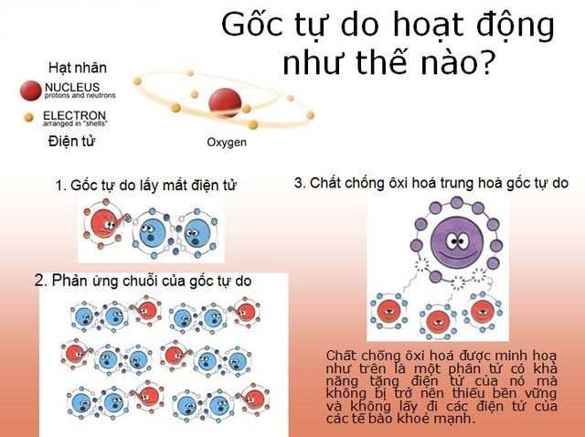 Cơ chế hoạt động của gốc tự do